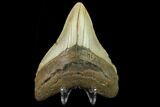 Fossil Megalodon Tooth - North Carolina #131604-2